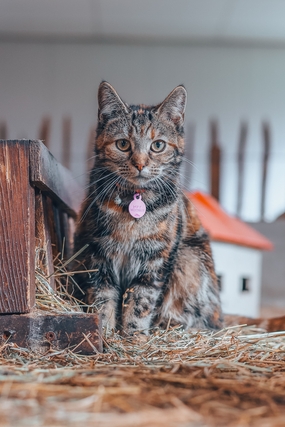 欧洲狸花猫宠物摄影图片